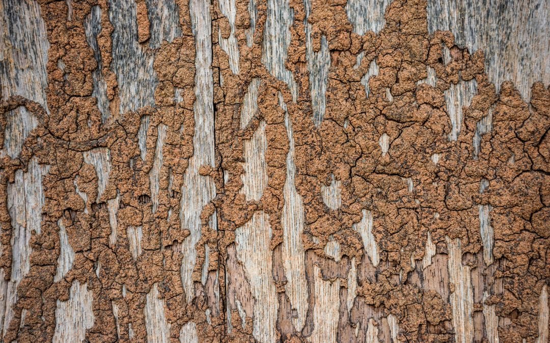 7 Common Signs of Termites in the Home