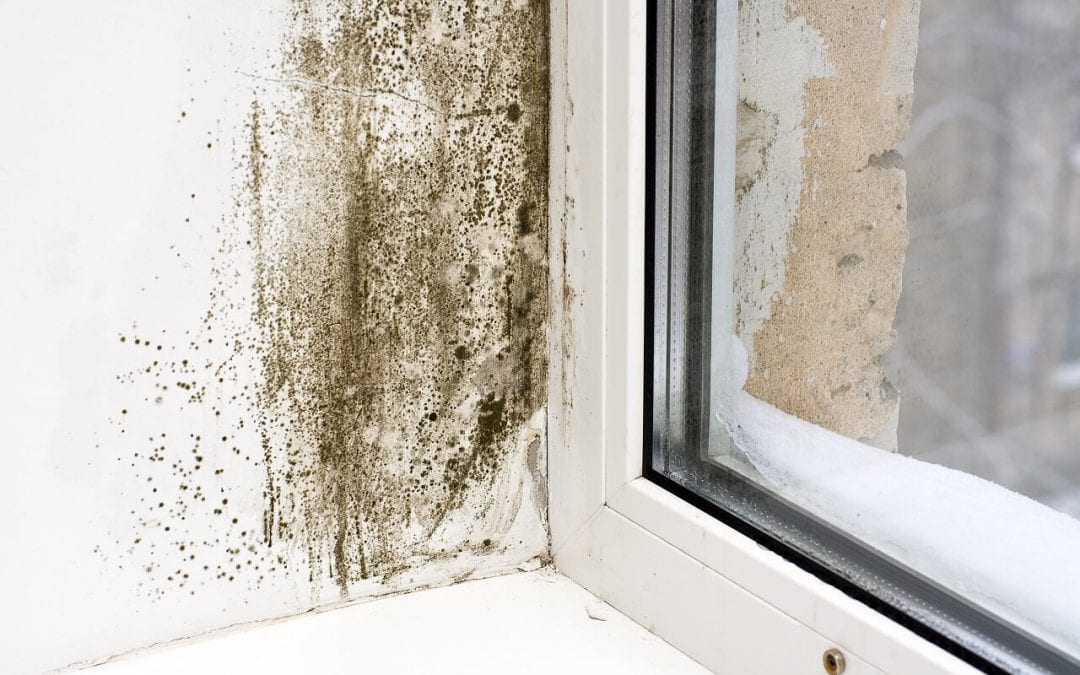 remove mold to keep a safe and healthy home