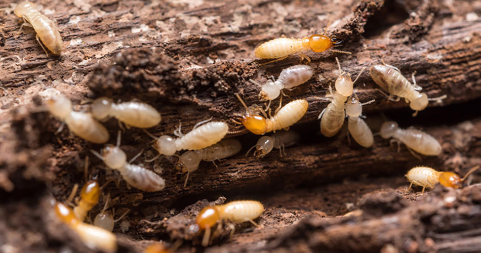 WDO Termite Inspections